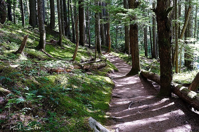 forest-mt-rainier-washington