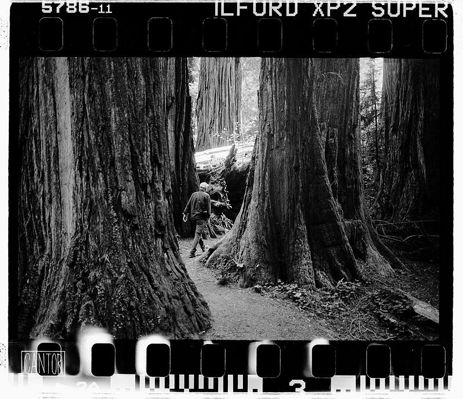 Walking among the Redwoods
