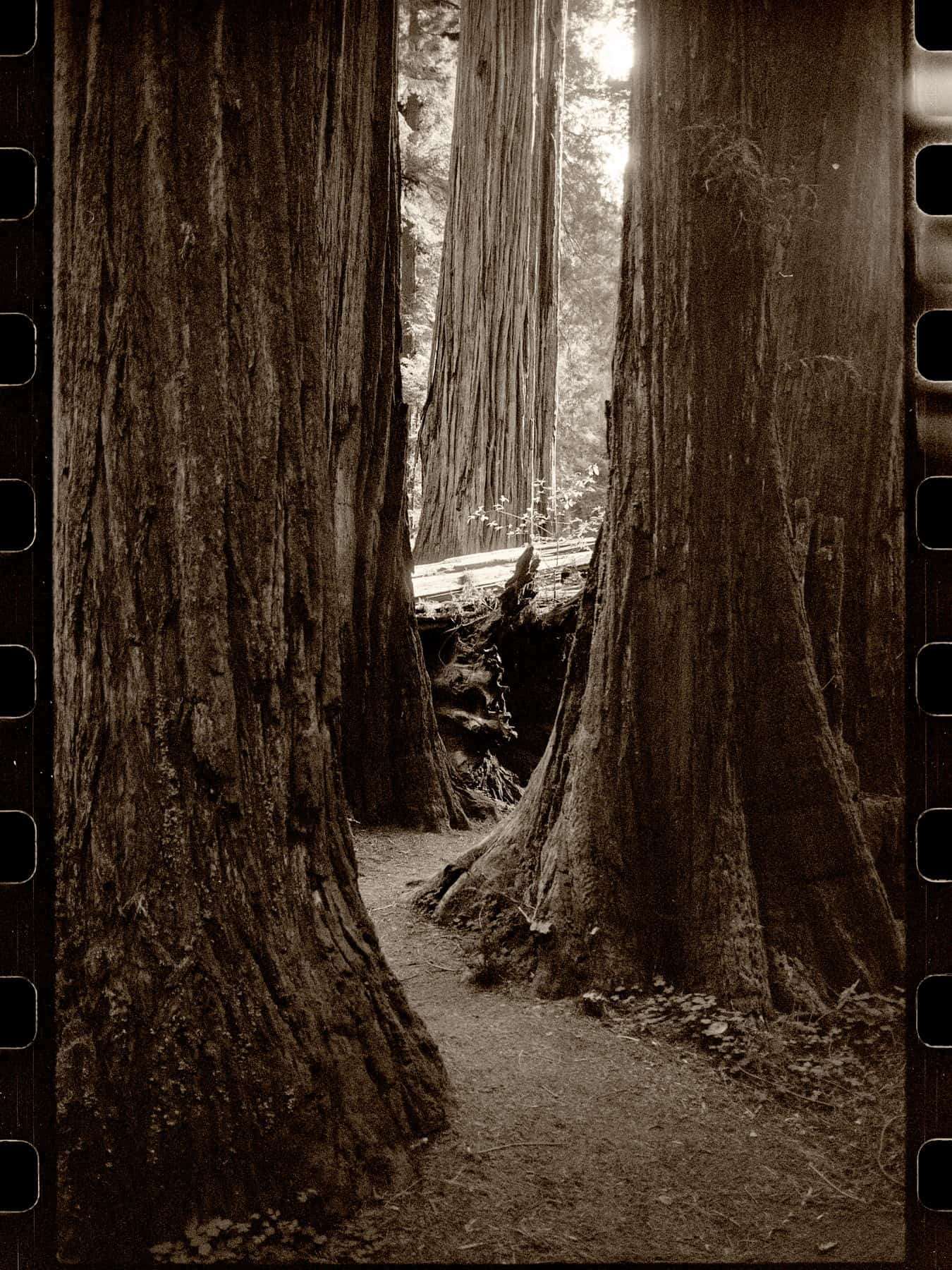 Coastal Redwood Grove