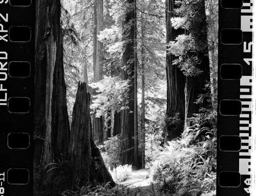 The Giant Trees of California